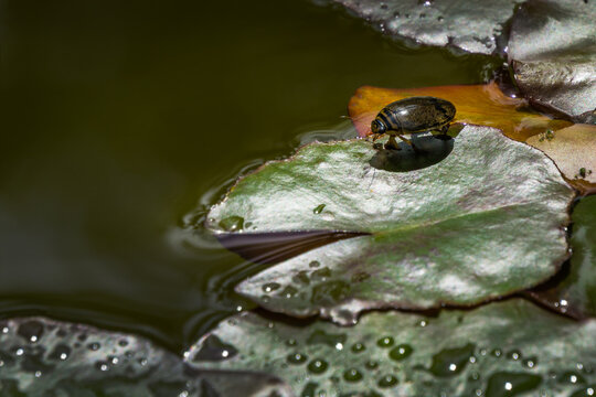 Water beetle Acilius sulcatus sits on leaves of water lily in garden pond. Acilius sulcatus is species of water beetle in family Dytiscidae. Selective focus