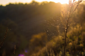 cobweb on a flower in autumn