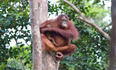 orangutan 10