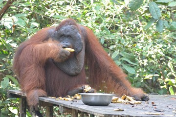 orangutan 9