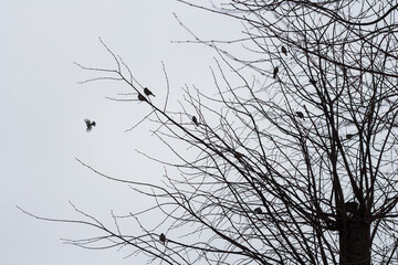 sparrows on a bare tree in autumn. healthy birds in the cold season socialization