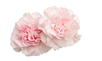 carnation flower isolated