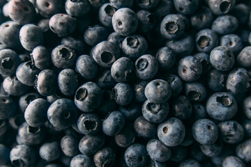 A lot of blueberries picked in forest. Close up background texture with summer fruits.