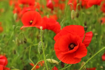 Beautiful red poppy flowers growing in field