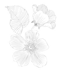 Flower black line contour for coloring book or page