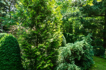 Tranquil landscape of evergreen garden with boxwood Buxus sempervirens, Thuja occidentalis Aurea and Juniperus squamata Blue carpet. Nature concept for design background