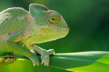 Fototapeta premium chameleon on a branch