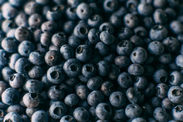 A lot of blueberries picked in forest. Close up background texture with summer fruits.