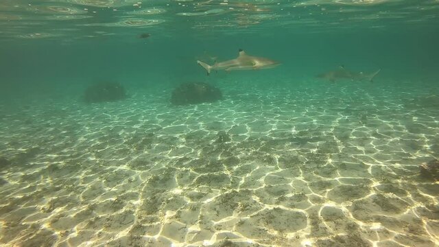 Requin de lagon &agrave; Taha'a, Polyn&eacute;sie fran&ccedil;aise