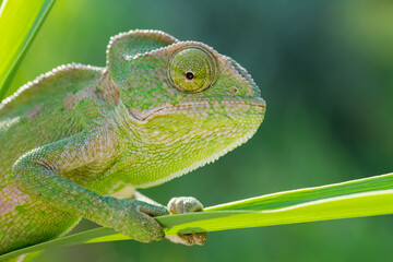 Fototapeta premium chameleon on a tree