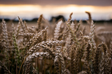 Grain on a Field.