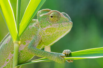 green chameleon on a branch © mehmetkrc