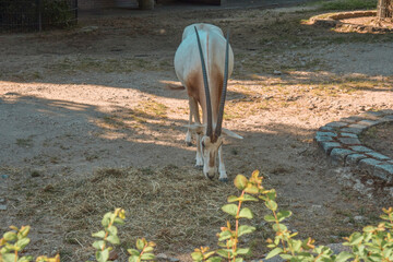 An antelope chewing hay in a Park pen