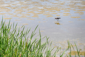 Plegadis falcinellus (morito) in the landscape of the Donana national park in Spain. Coastal area in southern Spain. Huelva, Andalusia, Spain.