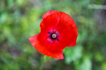 red poppy flower