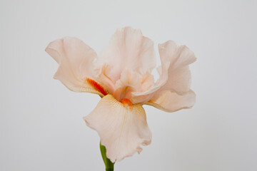 Fototapeta na wymiar Bright flowers irises on a white background