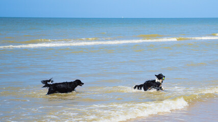 Two border collies playing in the water and catching their play ball