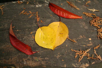 autumn leaves , heart shaped autumn yellow leaves