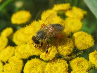 Honey bee on the common tansy yellow flowers (Tanacetum vulgare), Gdansk, Poland