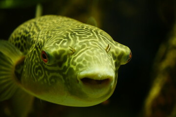 tanganjika kugelfisch