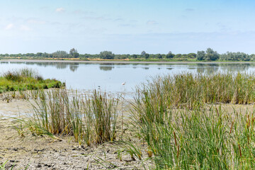 Landscape of the Donana National Park in Spain. Coastal area in southern Spain. Huelva, Andalusia, Spain.