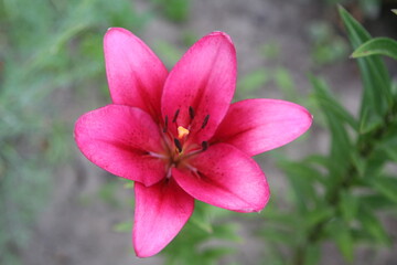 pink and white flower lily