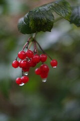 Red viburnum, medicinal plant, cough medicine,