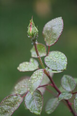 rose bud in the rain
