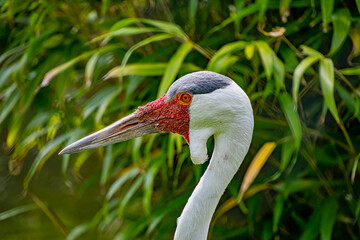 Wattled Crane