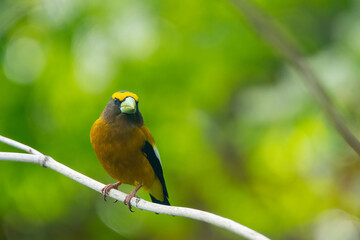 Evening grosbeak in Idaho on a branch in summer