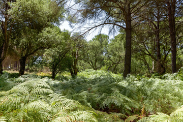 Landscape of the Donana National Park in Spain. Coastal area in southern Spain. Huelva, Andalusia, Spain.