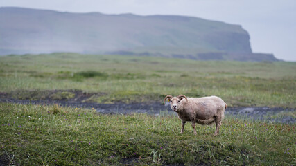 Icelandic sheep