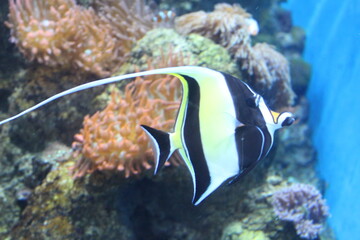 Tropical fish in aquarium