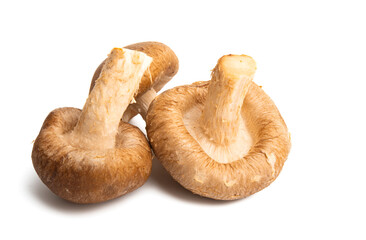 shiitake mushrooms isolated
