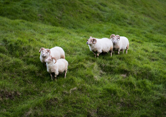 Icelandic Sheeps