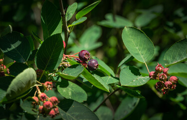 Close-up  ripe purple berries of Amelanchier canadensis, serviceberry, shadberry or Juneberry tree on green blurred background. Selective focus. Nature concept for natural design