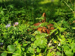caminata en el bosque por bayas y hongos
