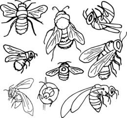 Isolated the BEES on white, hand drawn. Black and white. Vector EPS 10. Use for print on dishes, honey, textiles, illustration, wrappers, wallpaper, decor, books, fabric.