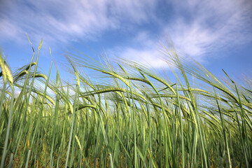 Naklejka premium Beautiful agricultural field with ripening cereal crop