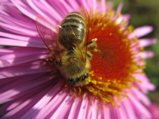 Honey bee on a pink New England aster flower (Symphyotrichum novae-angliae)