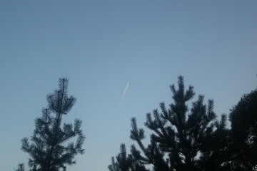 Spruce against the blue sky evening landscape with shooting star comet