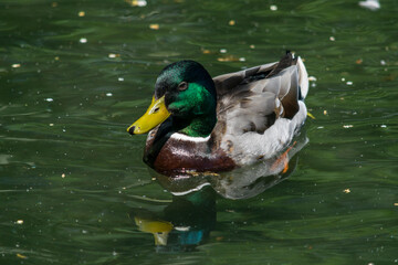 Obraz premium Ente im Wasser