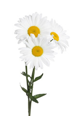 Bouquet of beautiful chamomile flowers on white background