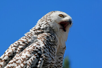 un gros plan d'un harfang des neige