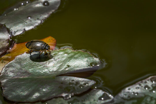 Water beetle Acilius sulcatus sits on leaves of water lily in garden pond. Acilius sulcatus is species of water beetle in family Dytiscidae. Selective focus