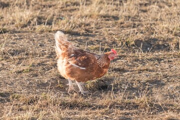 Brown chicken live outdoors at bio poultry farm grass meadow. Rural agriculture scene with free happy hen outdoor. Ecological animal farming and self sufficiency by sustainable fowl livestock