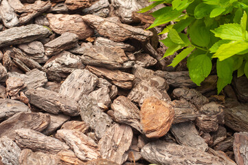 Crushed tree bark texture background closeup. Shredded brown tree bark for decoration