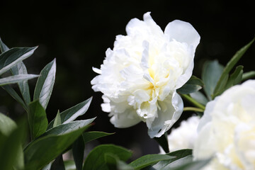 Obraz na płótnie Canvas Closeup view of blooming white peony bush outdoors