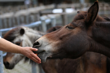 Hand of woman giving horse a grass