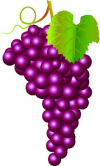 Red grapes with green leaves. Vector illustration